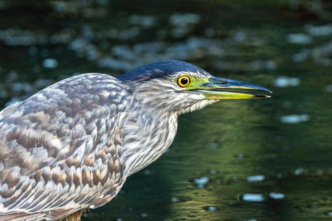 Mousumi Banerjee - Sundarban Tour Review