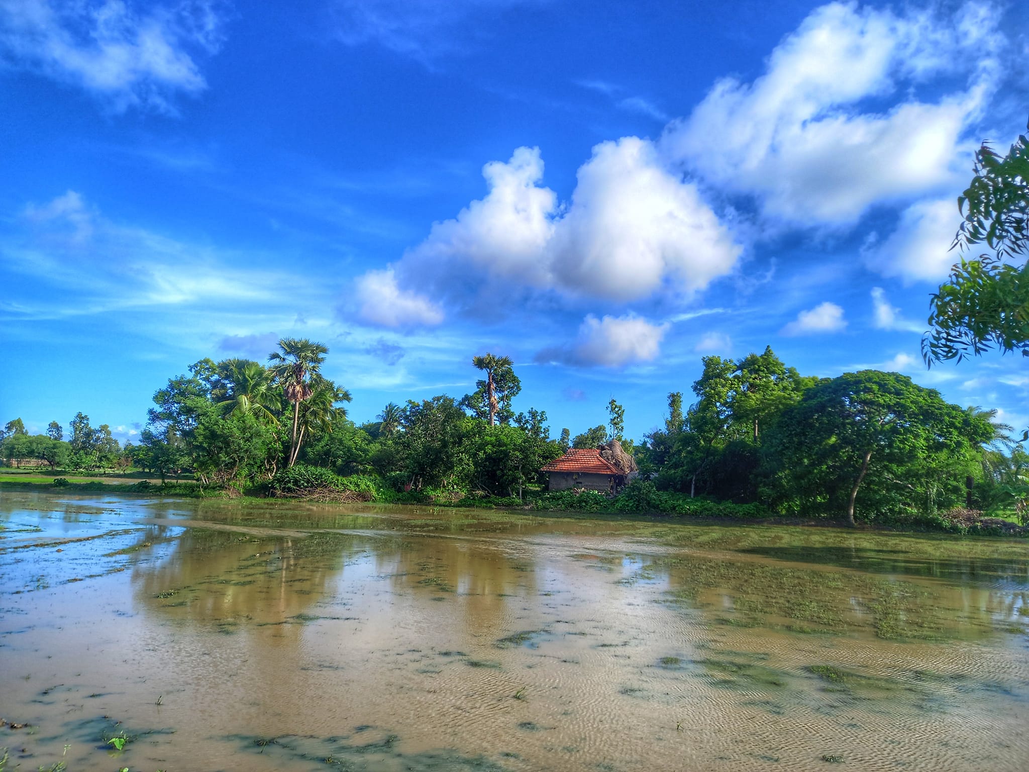 Mangrove Forests Explained: Why Sundarban is a UNESCO World Heritage Site