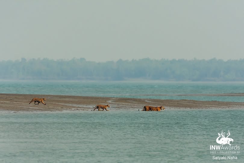 Sundarban vs Other National Parks in India: Why Sundarban Should Be Your Next Trip