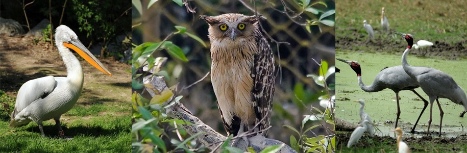 Top 10 Birds to Spot in Sundarban Mangroves (With Photos & Best Locations)