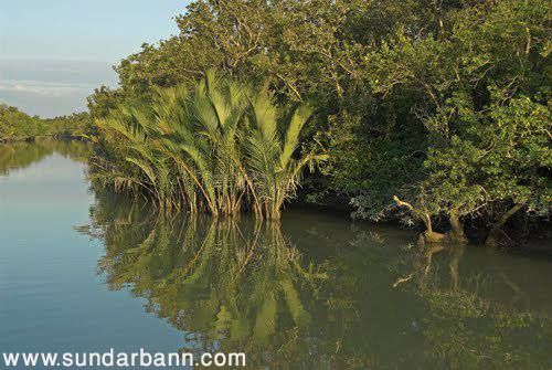Sundarban Forest Rules 2025: Do’s and Don’ts Every Tourist Must Know