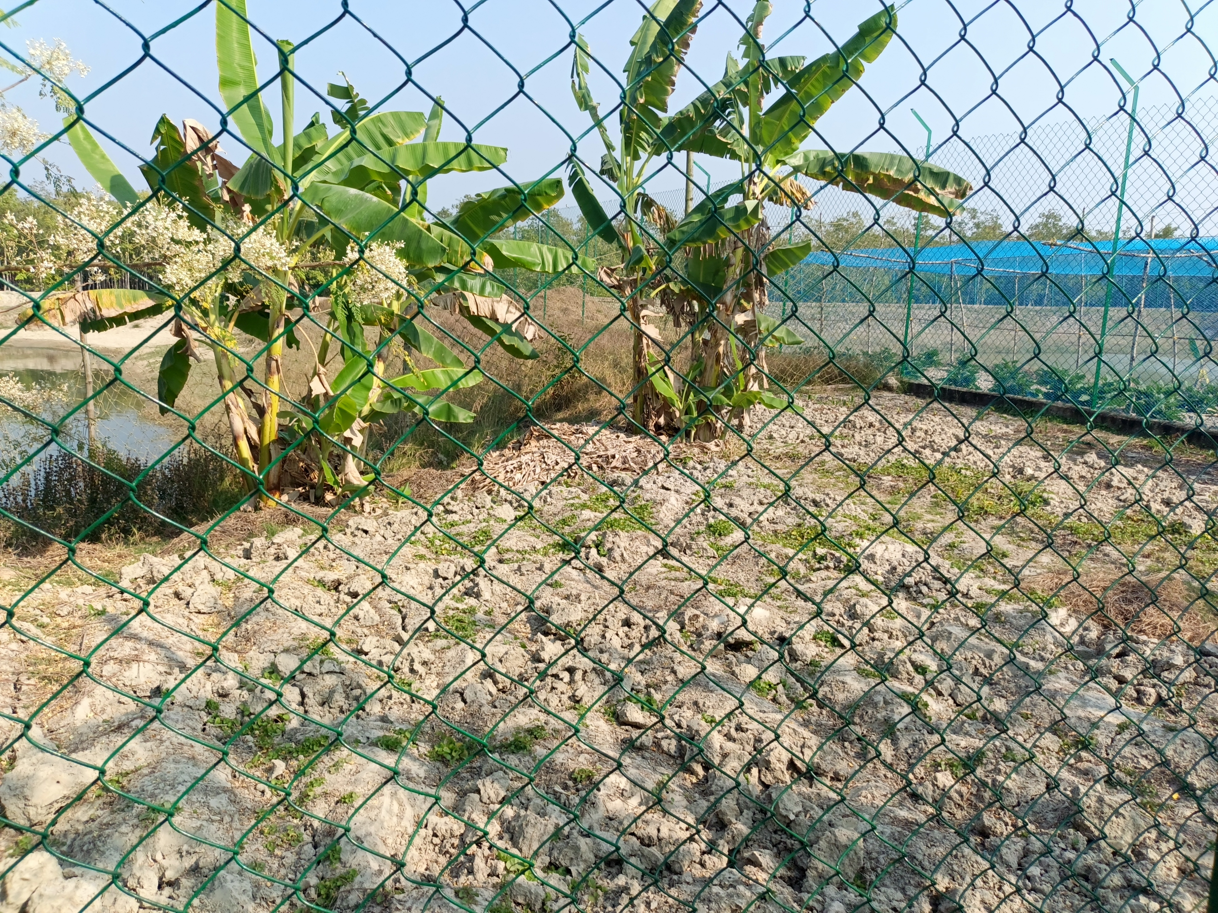 সজনেখালি বন্যপ্রাণী অভয়ারণ্য – সুন্দরবনের প্রবেশদ্বার