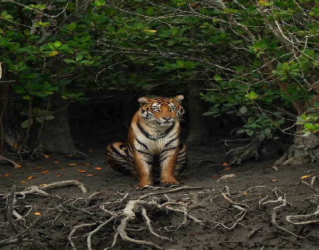 Sundarban Wildlife Activities